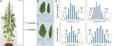 QTL-Seq and Transcriptome Analysis Disclose Major QTL and Candidate Genes Controlling Leaf Size in Sesame (Sesamum indicum L.)